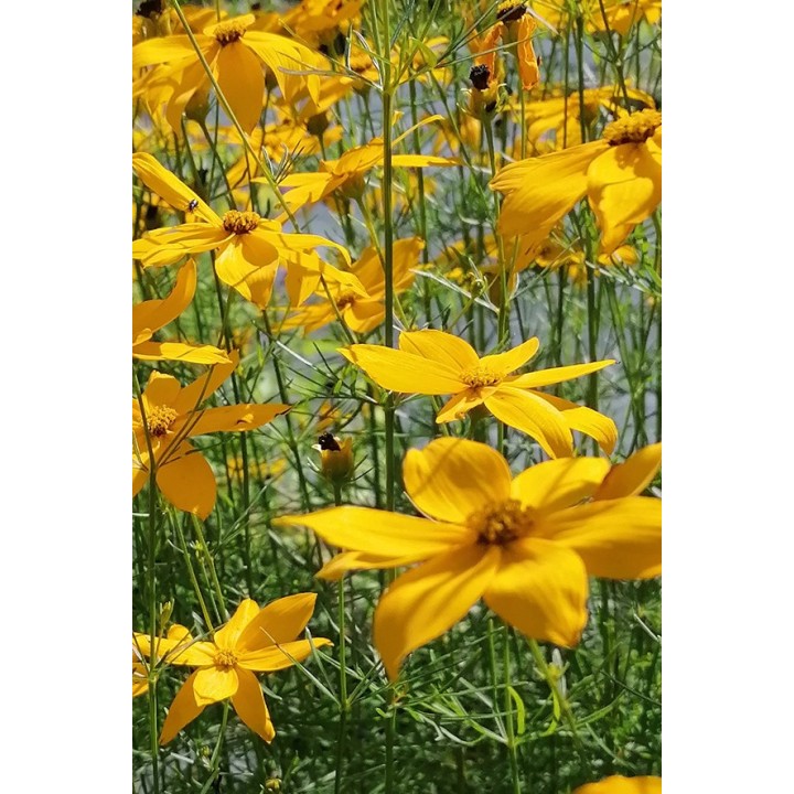 Coreopsis verticillata 'Grandiflora' - Description et vente en ligne -