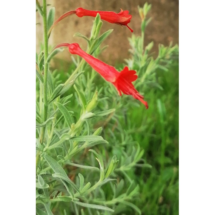 Epilobium 'Western Hills' en fleur