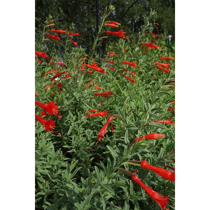 Epilobium 'Western Hills'