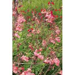 Salvia x jamensis 'Pat Vlasto'