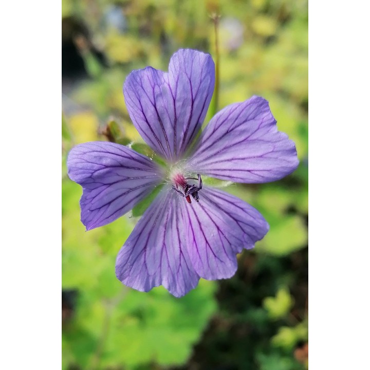 Geranium 'Philippe Vapelle'