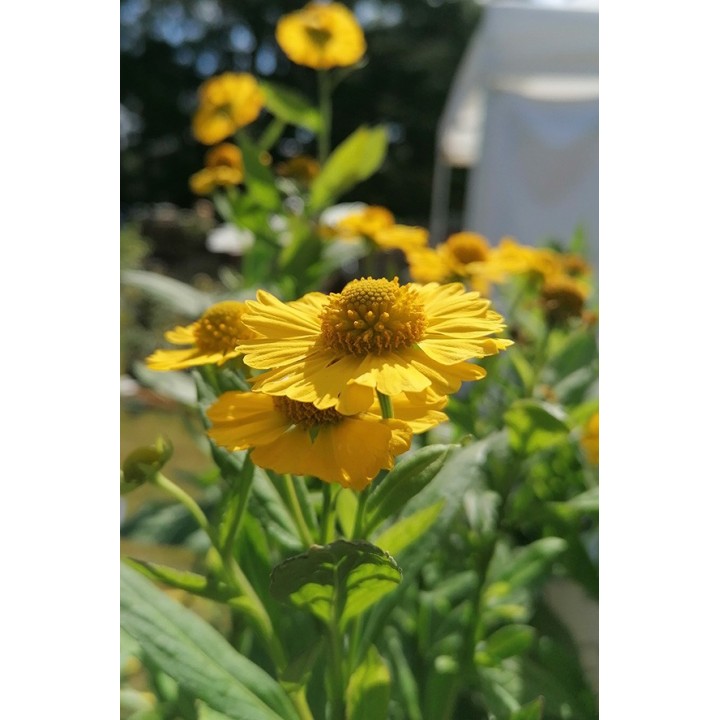 Hélénie jaune d'or- Helenium 'Kanaria' -