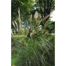 Miscanthus Hermann Mussel