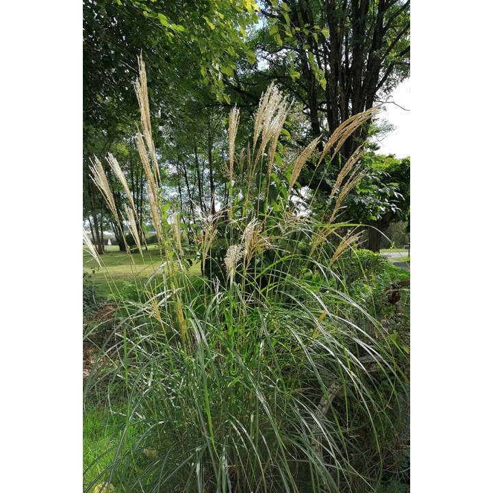 Miscanthus Hermann Mussel