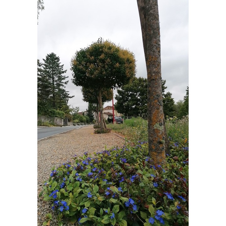 Ceratostigma couvre-sol bord de route