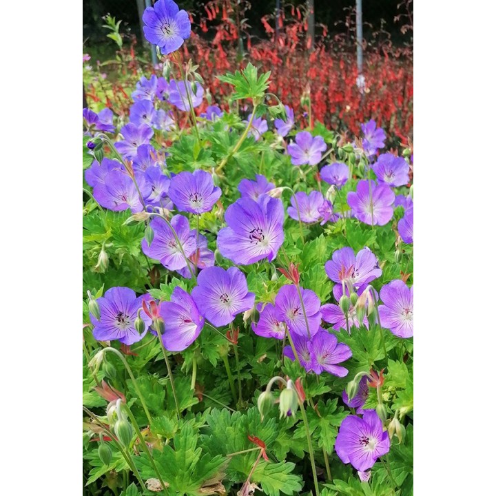 Geranium Rozanne