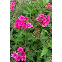 Verveine retombante rose