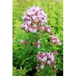 Origanum Nymphenburg
