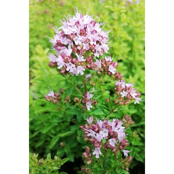 Origanum Nymphenburg