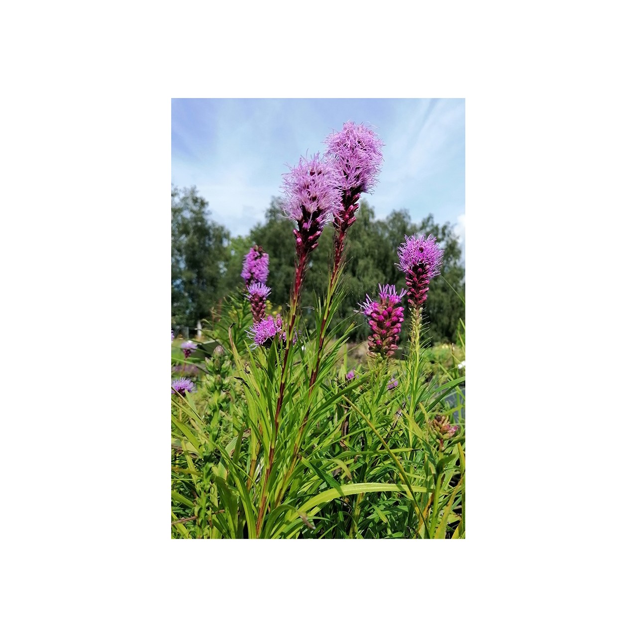 Liatris Kobold fleur