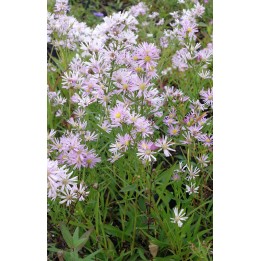 Vendangeuse - Aster 'Pink Star'
