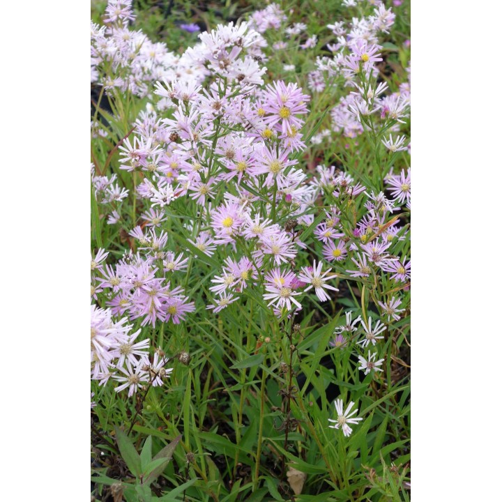 Vendangeuse - Aster 'Pink Star'