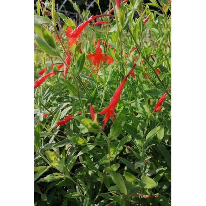 Epilobium californicum latifolium