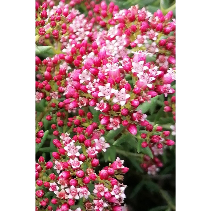 Crassula sarcocaulis fleur