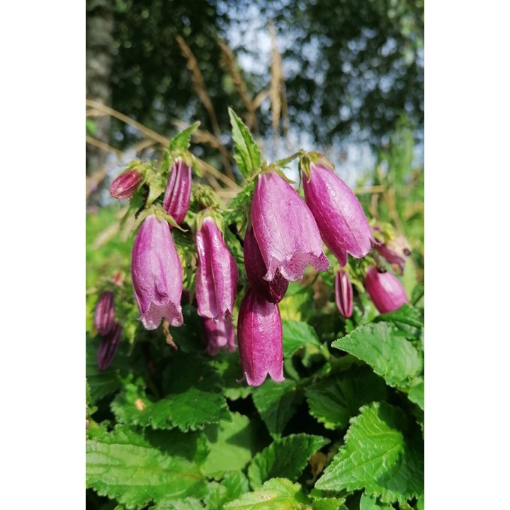 Campanula punctata Vienna Festival