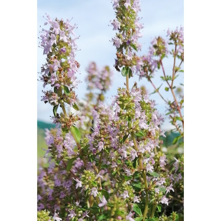 Thymus pulegioides fleur