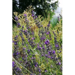 Lavande fleur