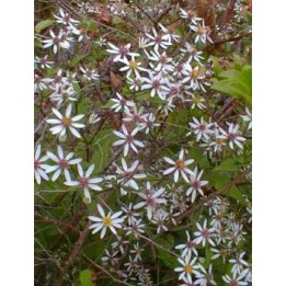 Aster divaricatus - Eurybia divaricata