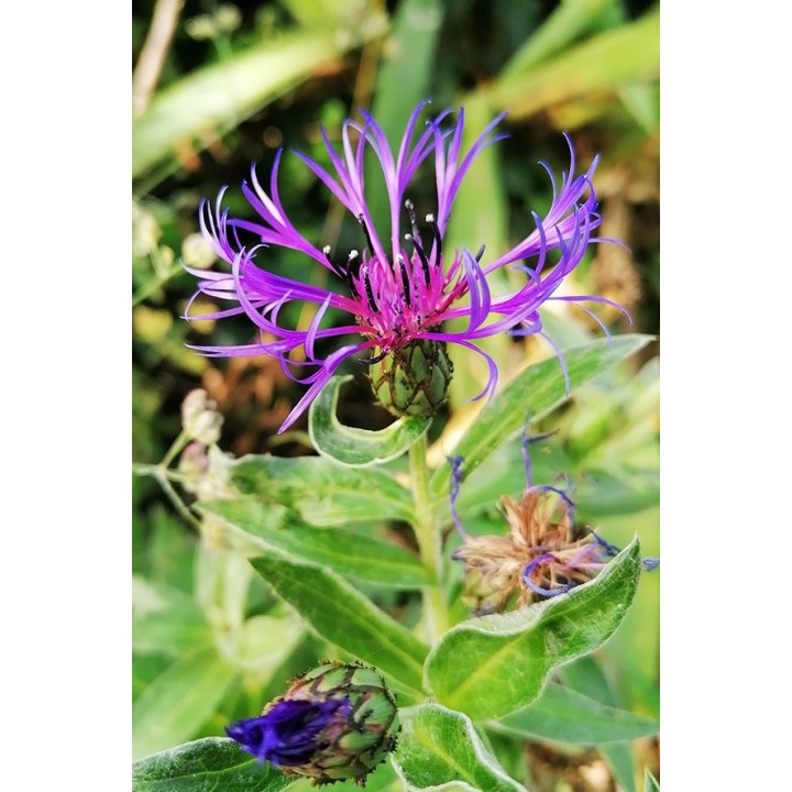 Centaurea montana fleur