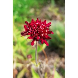 Knautia macedonica fleur
