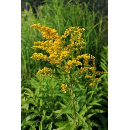 Solidago Goldkind fleur