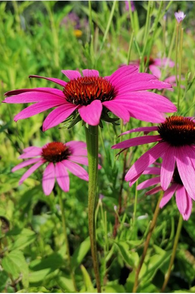 Echinacea purpurea Rubinstern fleur