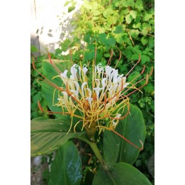 Hedychium ellipticum fleur