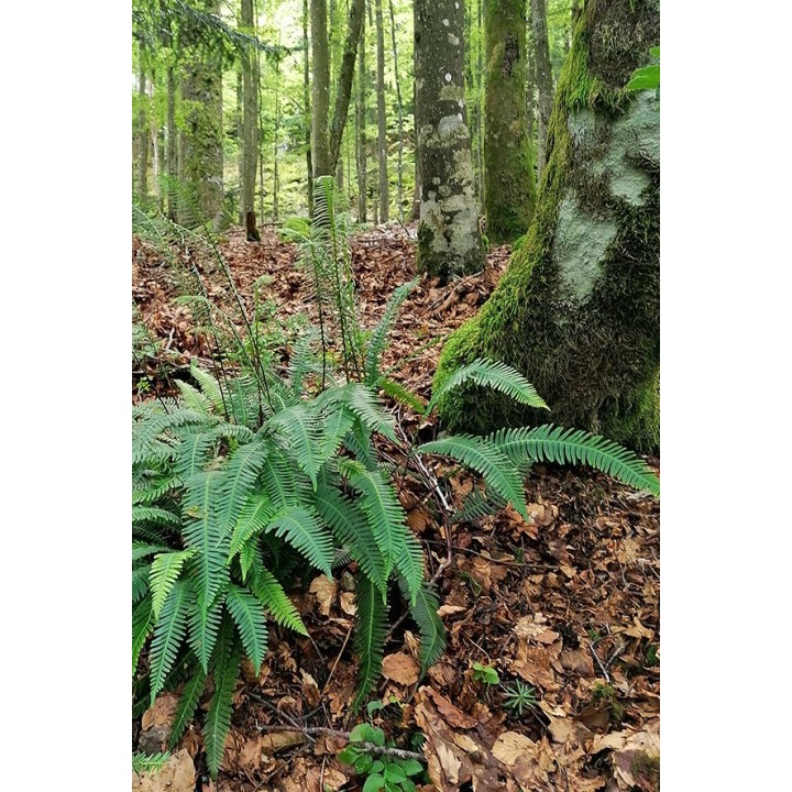 Blechnum spicant Vosges