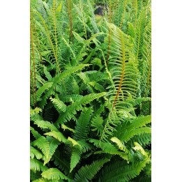 Blechnum spicant feuille