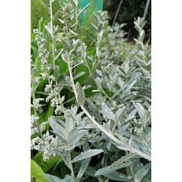 Artemisia ludoviciana