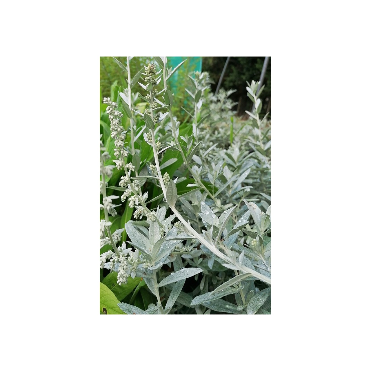 Artemisia ludoviciana