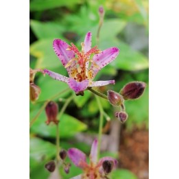 Tricyrtis Blaue fleur