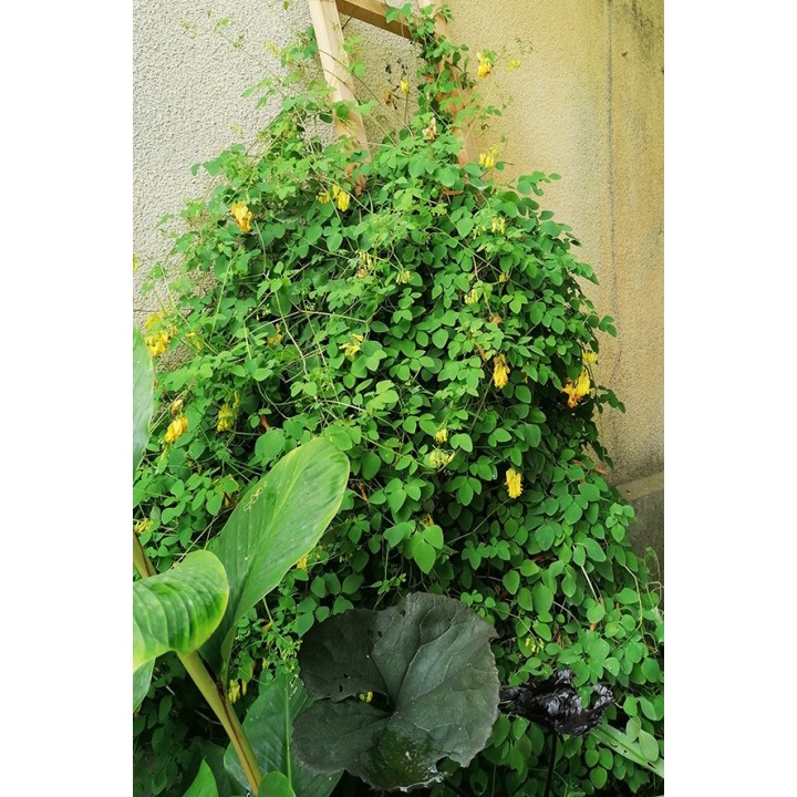 Dactylicapnos scandens plante