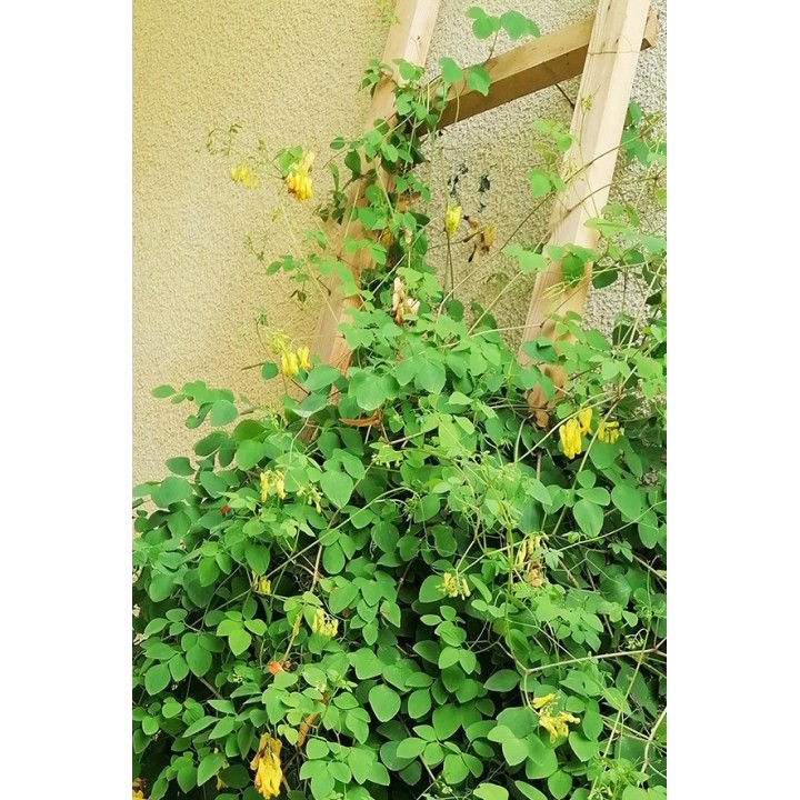 Dactylicapnos scandens fleur