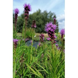 Liatris floristan violet fleur