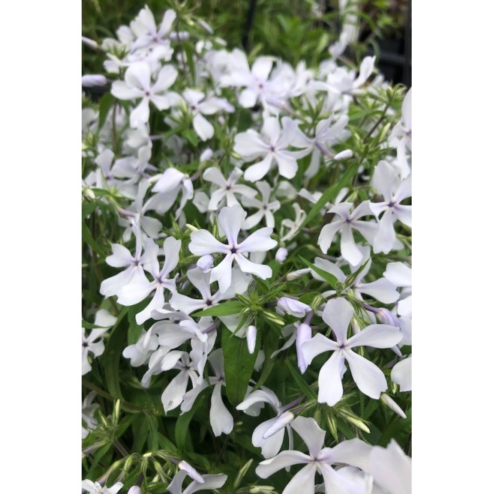 Phlox divaricata 'White Perfume'
