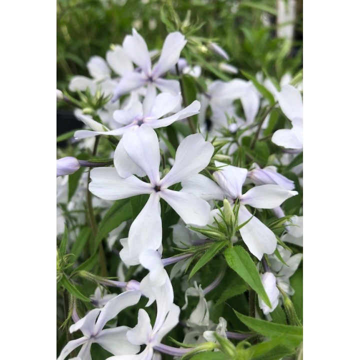 Phlox tapissant à fleurs blanches - Phlox divaricata 'White Perfume'-