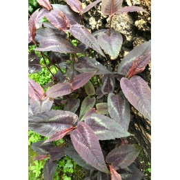Persicaria microcephalla 'Red Dragon'