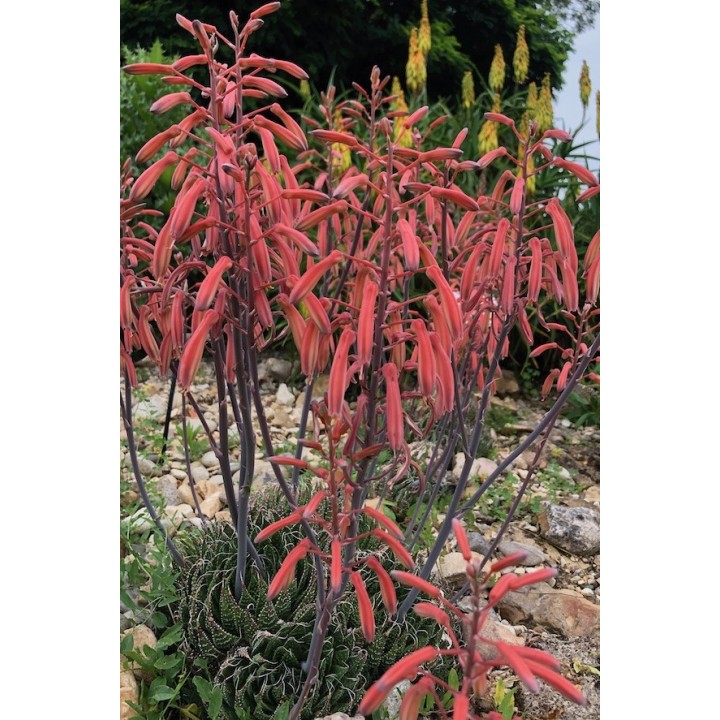 Aloe aristata - Aloe rustique pour le jardin -
