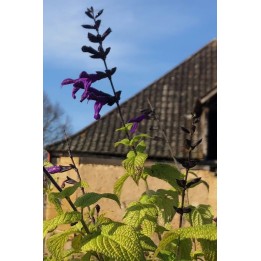 Salvia 'Purple Majesty'