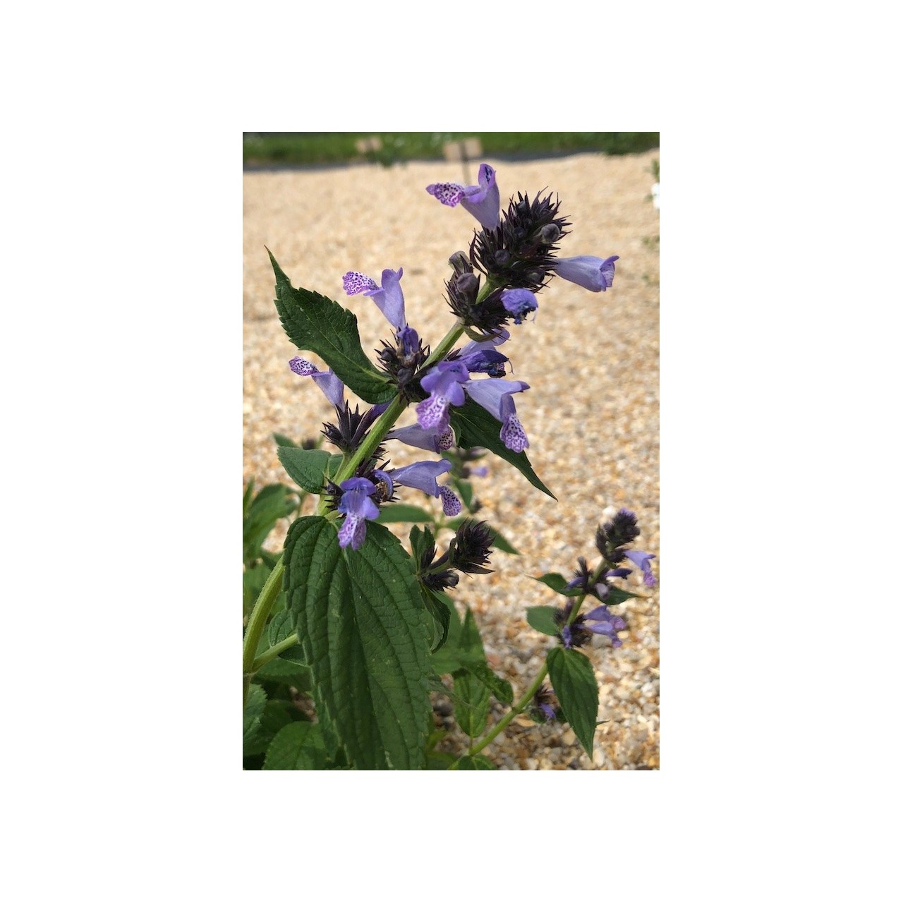 Nepeta manchuriensis 'Manchu Blue'