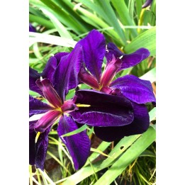 Iris Louisiana Black Gamecock fleur