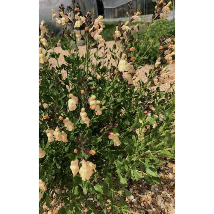 salive x j'amenais 'Melen' Sauge à fleurs jaunes