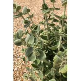 Ballota pseudodictamnus