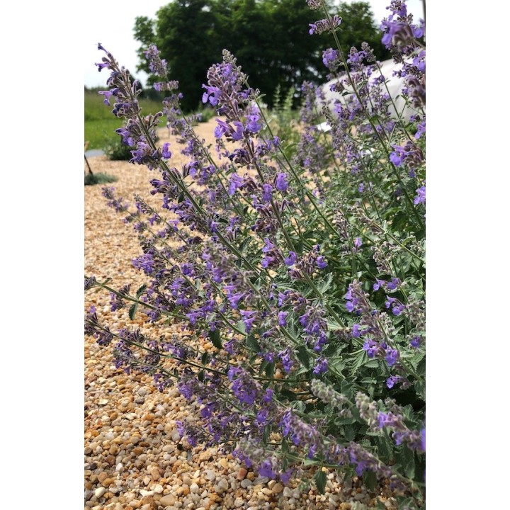 Nepeta racemosa 'Walker's Low' plante couvre-sol