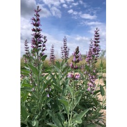 Sauge officinale - Salvia officinalis 'Rosea'
