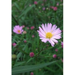 Vendangeuse - Aster (Symphyotrichum) 'Vasterival'