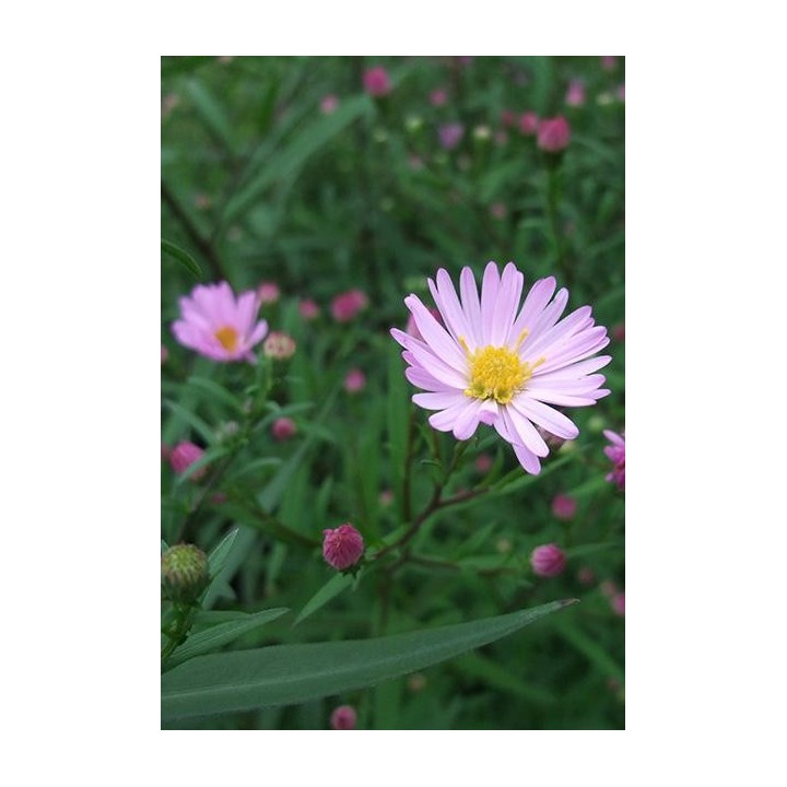 Vendangeuse - Aster (Symphyotrichum) 'Vasterival'