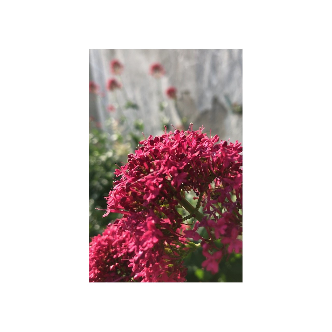 Centranthus ruber - Valeriane rouge