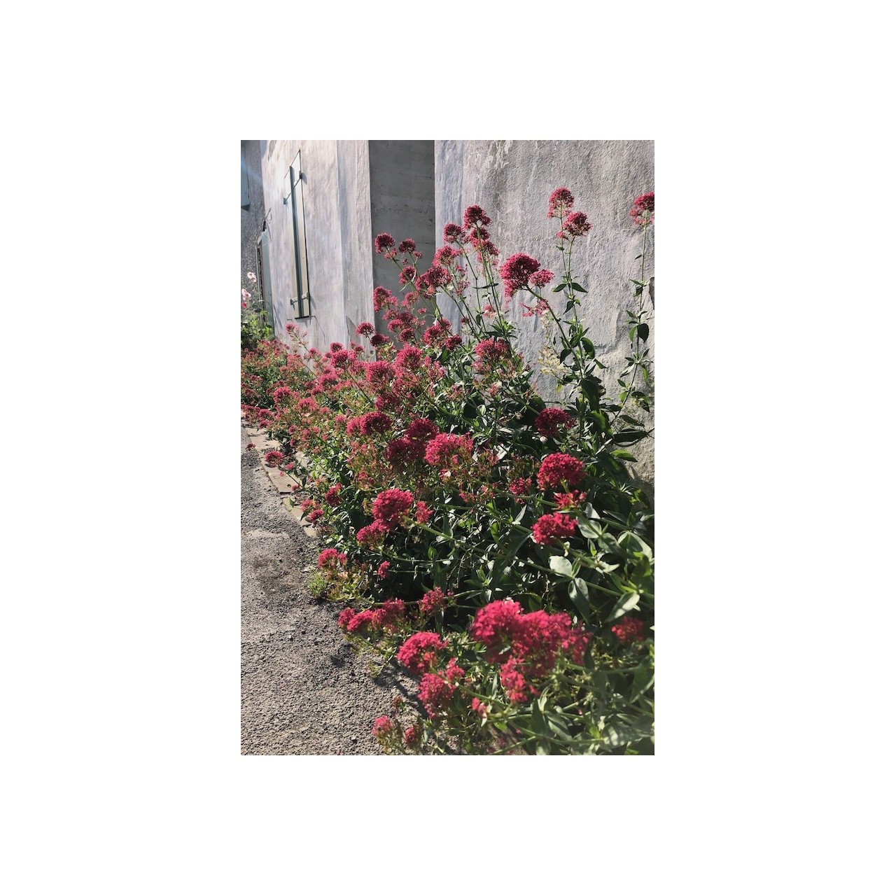 Valériane rouge - Lilas d'Espagne - Centranthus ruber 'Coccineus' -